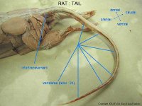 rat_tail.jpg