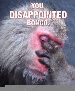 bongo.jpg