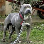 13_3_2009_8_24_6063_american-pit-bull-terrier-0305.jpg
