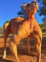 kangaroo2.jpg