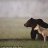 Superdog